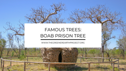 Boab Prison Tree