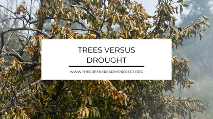 Drought stressed tree